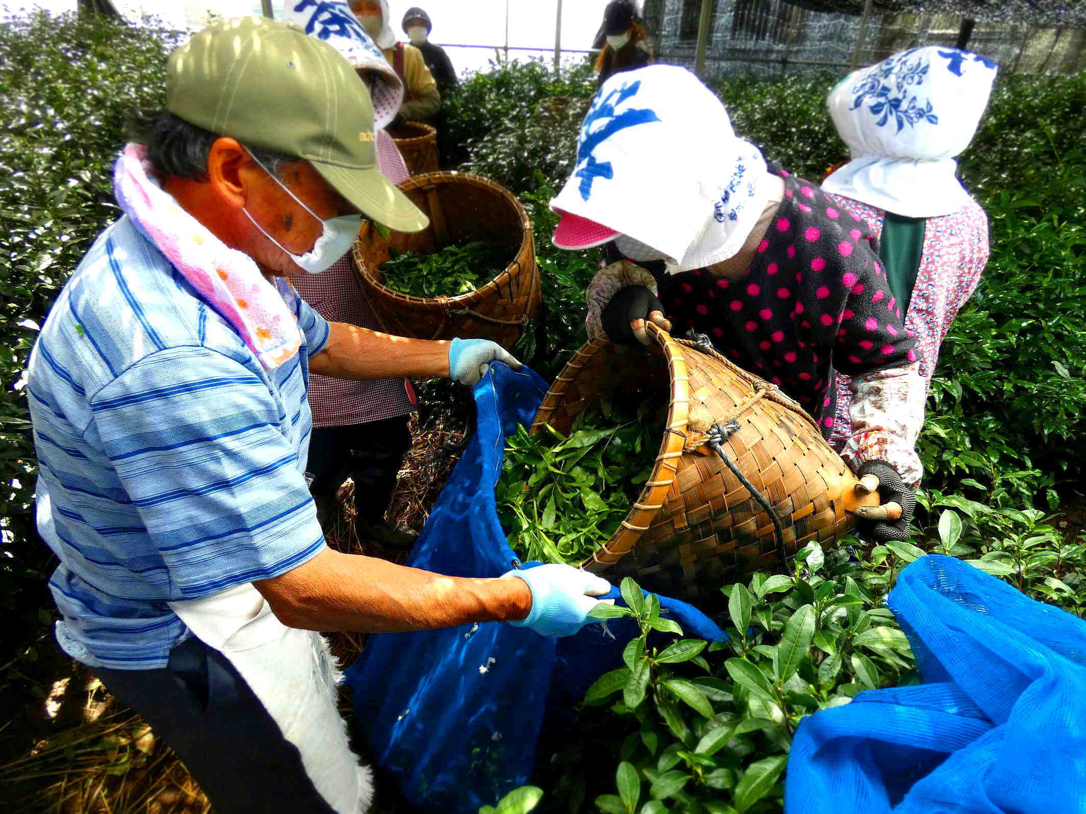 お互いを助け合い信頼する精神が息づいている茶摘み Tea picking has the spirit of helping and trusting each other._a0391480_19511642.jpg