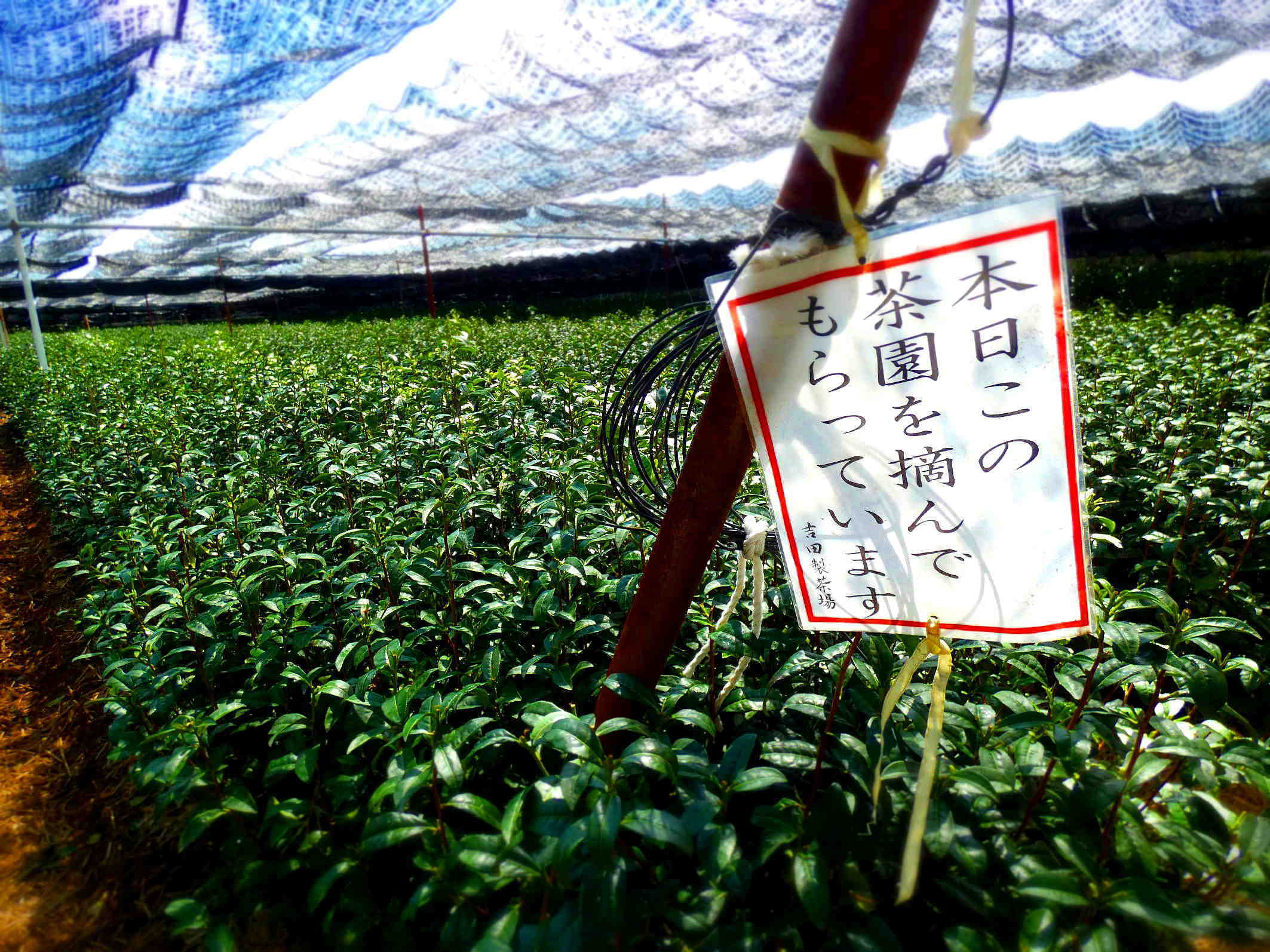 お互いを助け合い信頼する精神が息づいている茶摘み Tea picking has the spirit of helping and trusting each other._a0391480_19515520.jpg