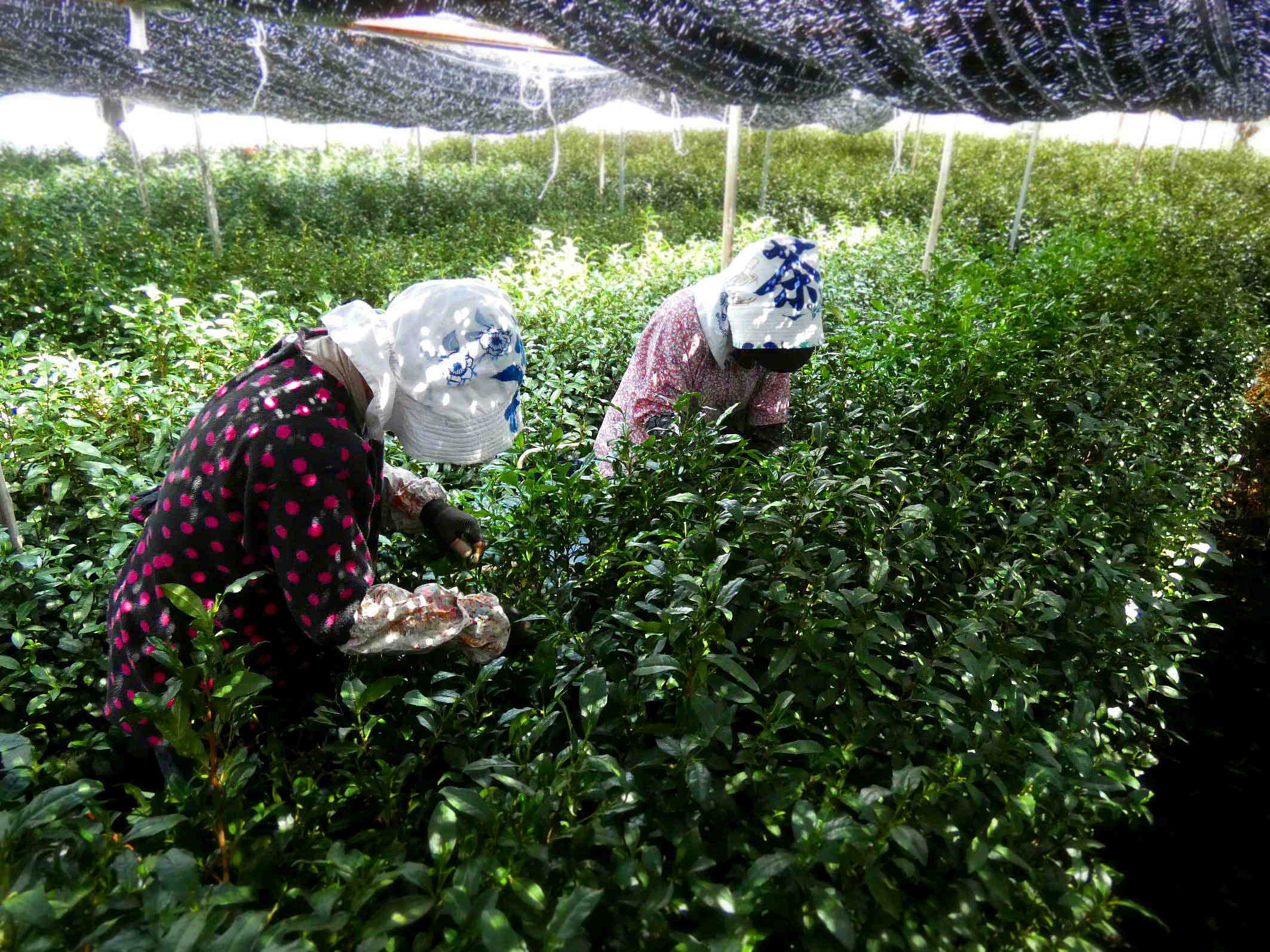お互いを助け合い信頼する精神が息づいている茶摘み Tea picking has the spirit of helping and trusting each other._a0391480_19524786.jpg