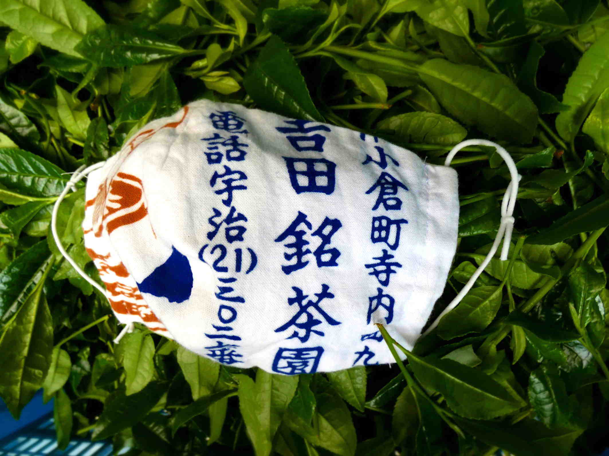 お互いを助け合い信頼する精神が息づいている茶摘み Tea picking has the spirit of helping and trusting each other._a0391480_19531830.jpg
