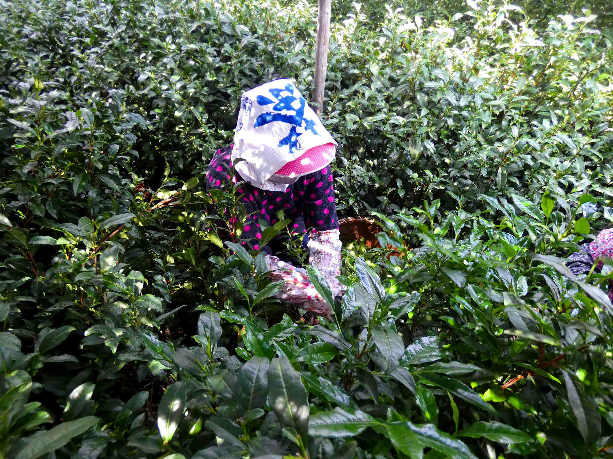 お互いを助け合い信頼する精神が息づいている茶摘み Tea picking has the spirit of helping and trusting each other._a0391480_19540746.jpg