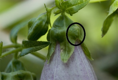 又、隙間で咲いてる花を見つけちゃいました！”ヤマホタルブクロ