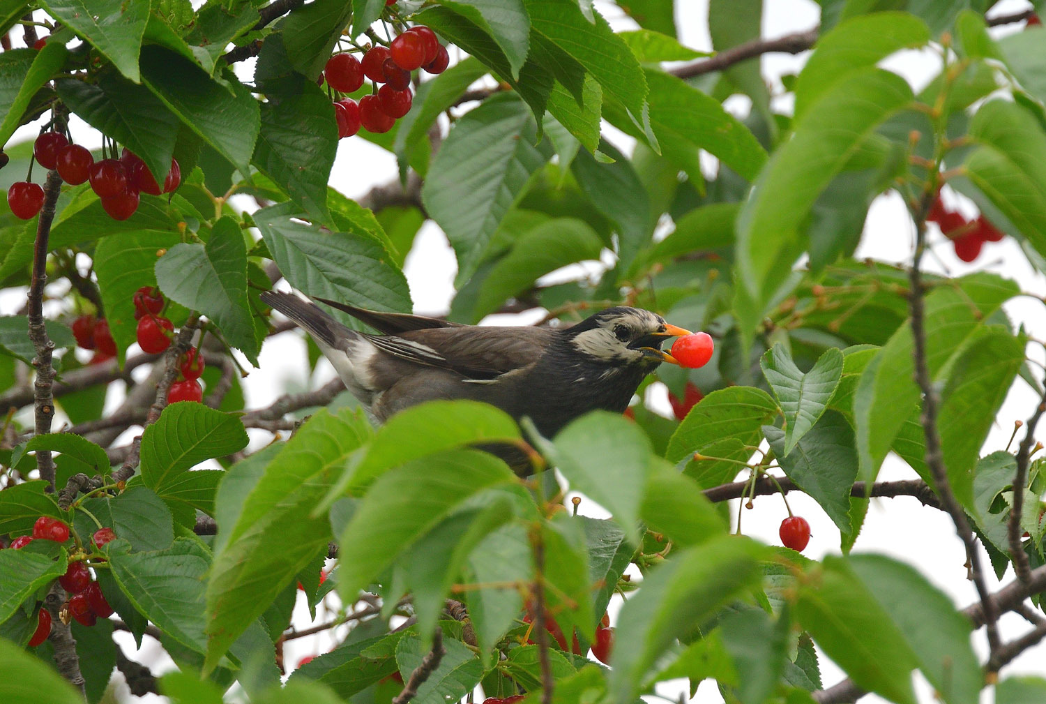 サクランボを食べる ムクドリ 喜びを伝える 喜傳