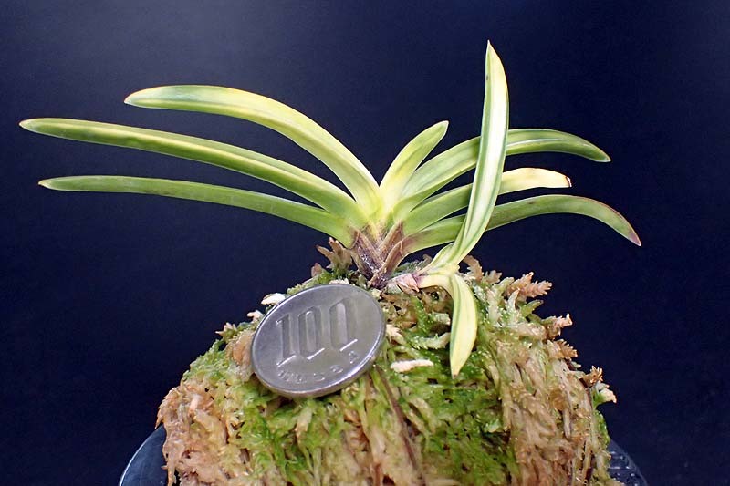 富貴蘭　白牡丹 富貴蘭 白牡丹 : 小川ガーデンのブログ