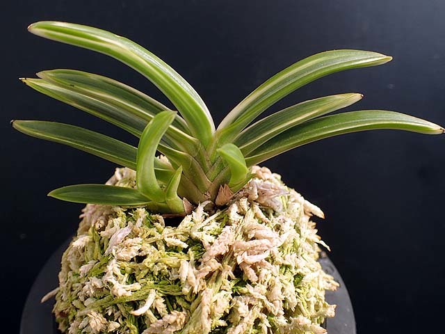 富貴蘭 天明 : 富貴蘭チャンネル