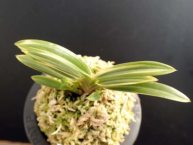 富貴蘭 天明 : 富貴蘭チャンネル