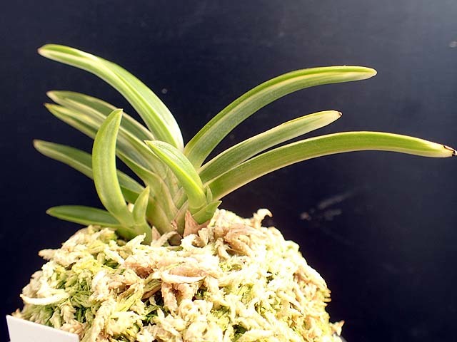 富貴蘭 天明 : 富貴蘭チャンネル