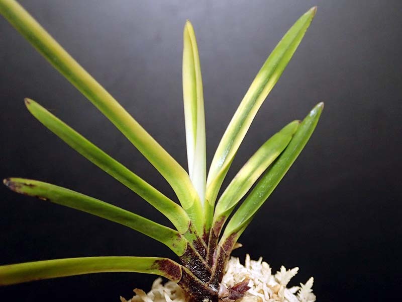 満点の 富貴蘭 富貴蘭チャンネル : 花観月 その他