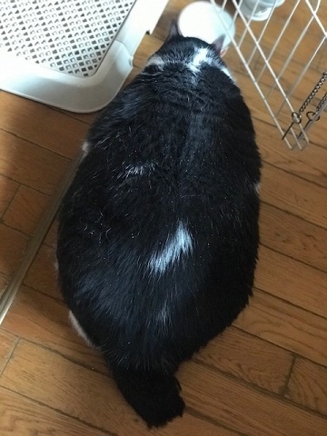 超BIGなニューフェイス♪_f0242002_18152756.jpg