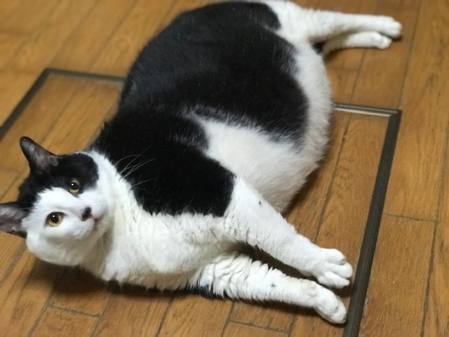超BIGなニューフェイス♪_f0242002_18253704.jpg