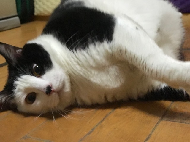 超BIGなニューフェイス♪_f0242002_18254791.jpg