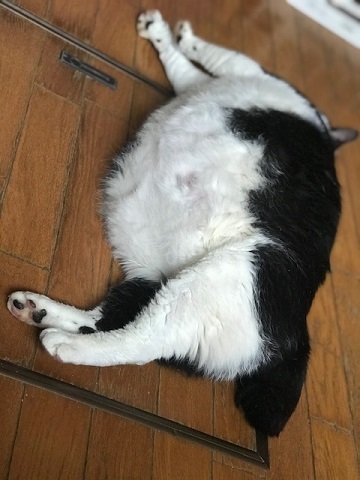超BIGなニューフェイス♪_f0242002_18382713.jpg