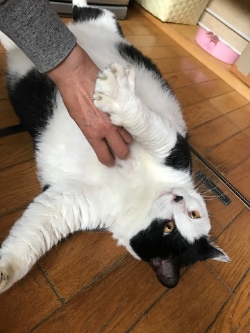 超BIGなニューフェイス♪_f0242002_18450355.jpg