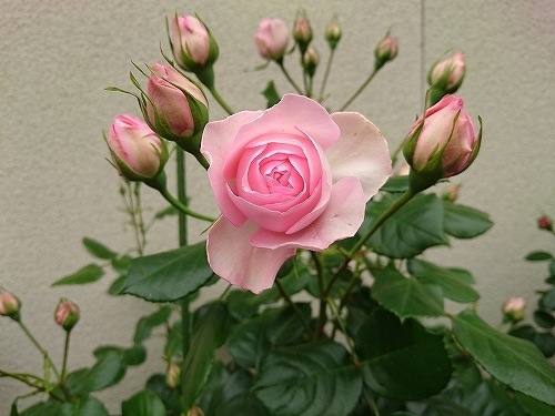 最後のバラは「ギドゥモーパッサン」_e0289203_15320062.jpg