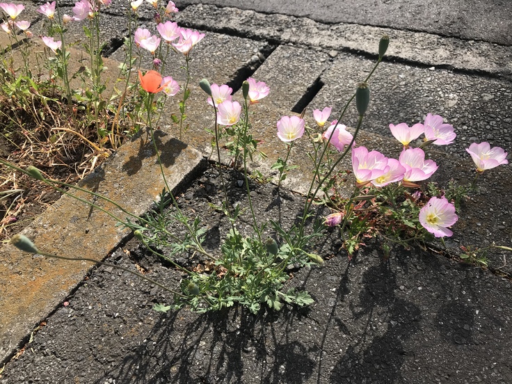 この辺のカラス_c0212604_791142.jpg