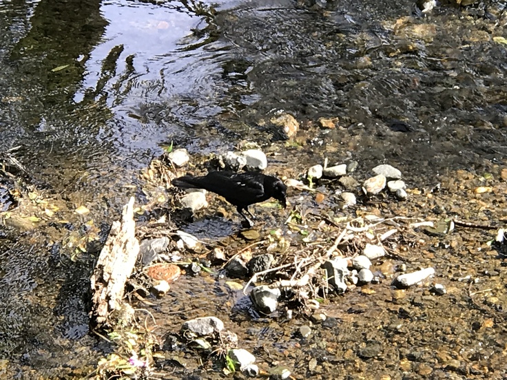 この辺のカラス_c0212604_793920.jpg