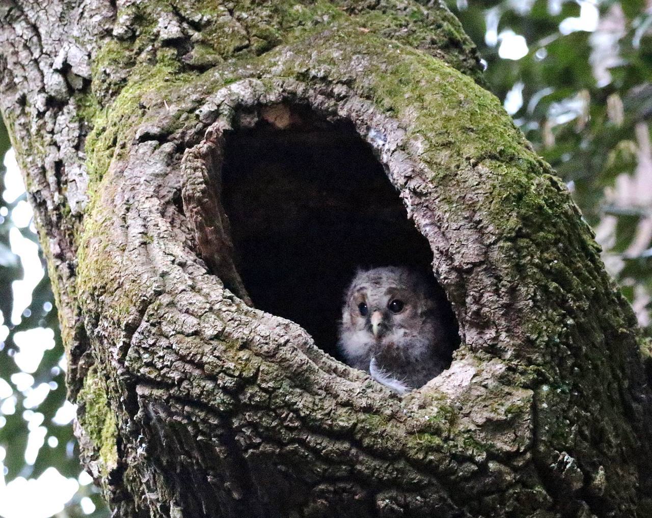 フクロウ雛が巣立ってしまった・・・_c0213607_23392087.jpg