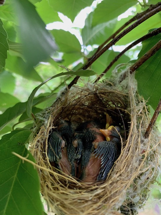 鳥の巣立ち_d0116910_11365523.jpg