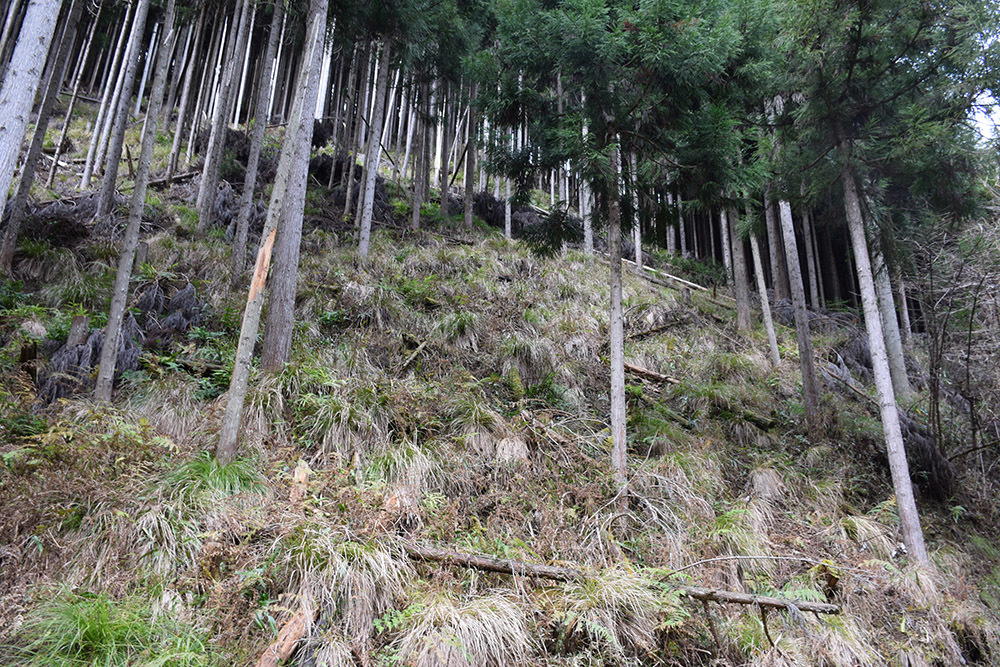 丹波宇津城跡の攻城失敗記 坂の上のサインボード