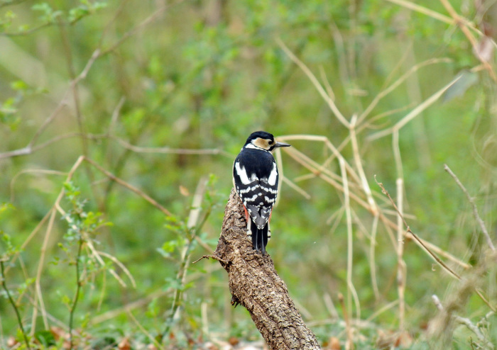 アカゲラ_d0290240_18451150.jpg
