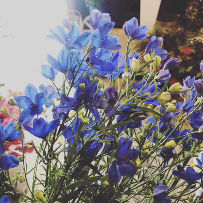 好きな花 デルフィニウム 目黒区 都立大の 花屋 Moco 花と 植物で楽しい毎日 一人で全力で営業中