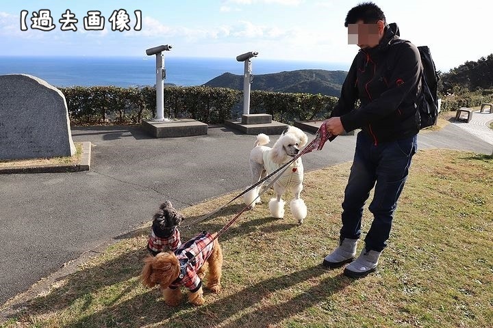 満開の陽光桜と。【誕生日旅行４】_b0111376_15245896.jpg