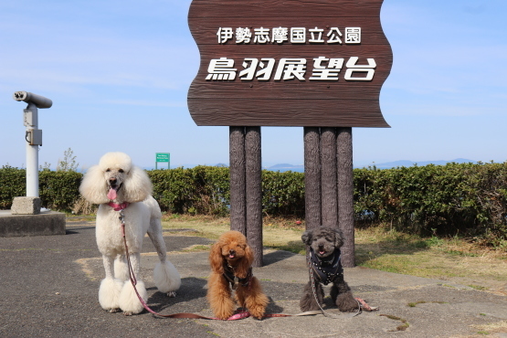 満開の陽光桜と。【誕生日旅行4】_b0111376_15281408.jpg