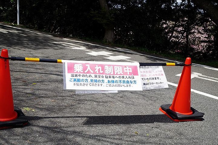 満開の陽光桜と。【誕生日旅行4】_b0111376_15293600.jpg