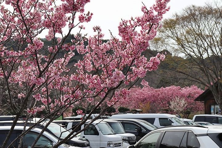 満開の陽光桜と。【誕生日旅行４】_b0111376_15345510.jpg