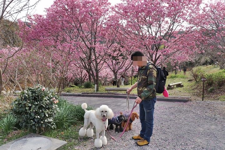 満開の陽光桜と。【誕生日旅行4】_b0111376_15355193.jpg
