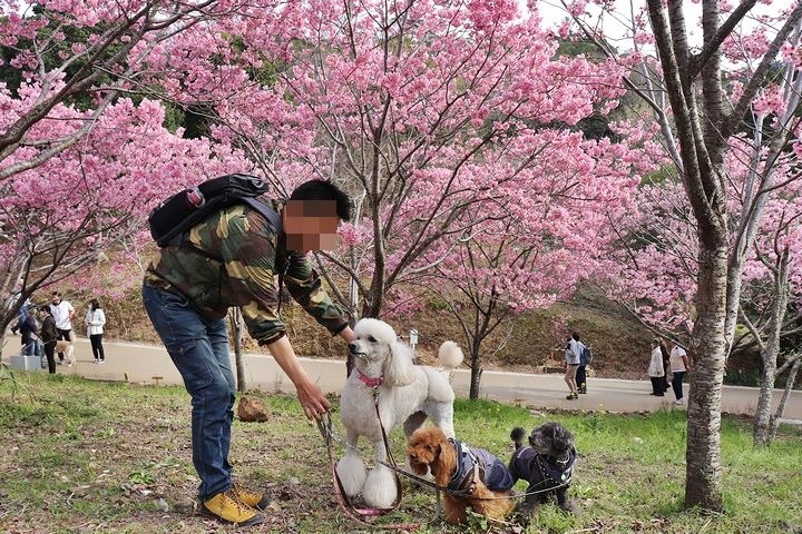 満開の陽光桜と。【誕生日旅行4】_b0111376_15363793.jpg