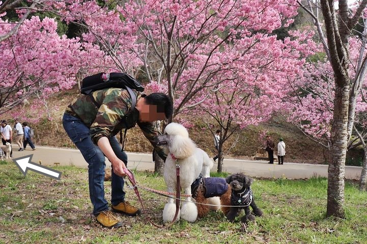 満開の陽光桜と。【誕生日旅行４】_b0111376_15375250.jpg