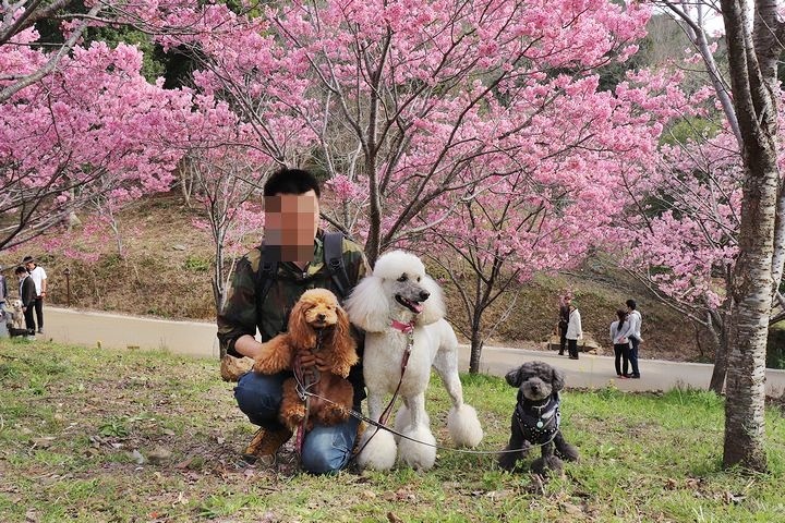 満開の陽光桜と。【誕生日旅行4】_b0111376_15404147.jpg