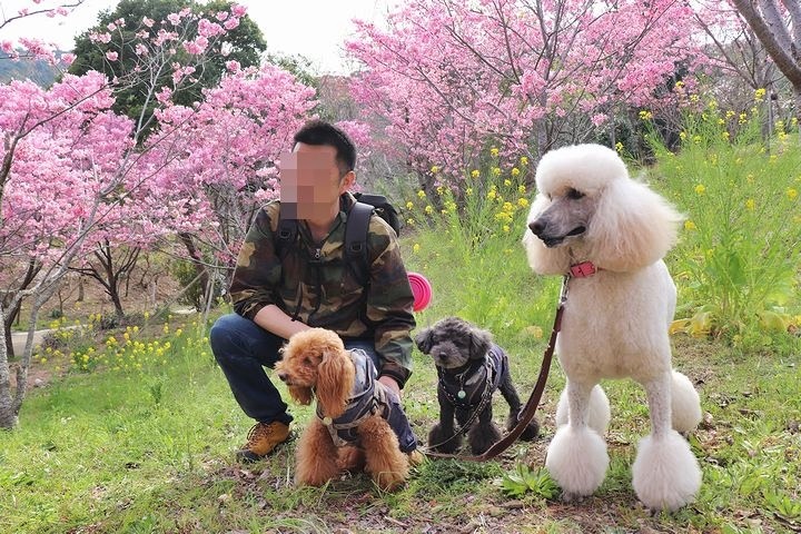 満開の陽光桜と。【誕生日旅行4】_b0111376_15422844.jpg