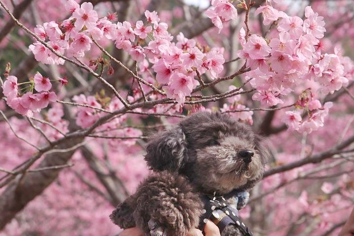 満開の陽光桜と。【誕生日旅行4】_b0111376_15424676.jpg