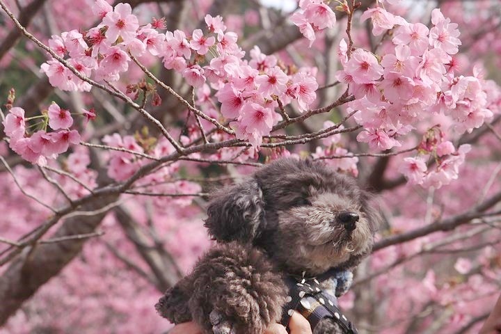 満開の陽光桜と。【誕生日旅行４】_b0111376_15424676.jpg