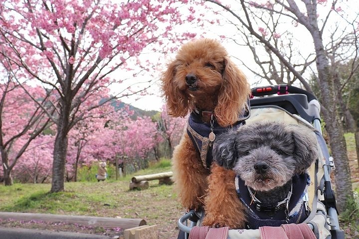 満開の陽光桜と。【誕生日旅行4】_b0111376_15471574.jpg