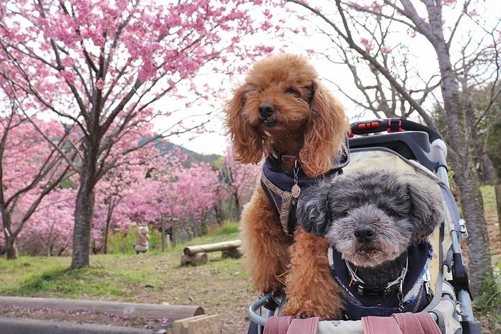 満開の陽光桜と。【誕生日旅行４】_b0111376_15471574.jpg