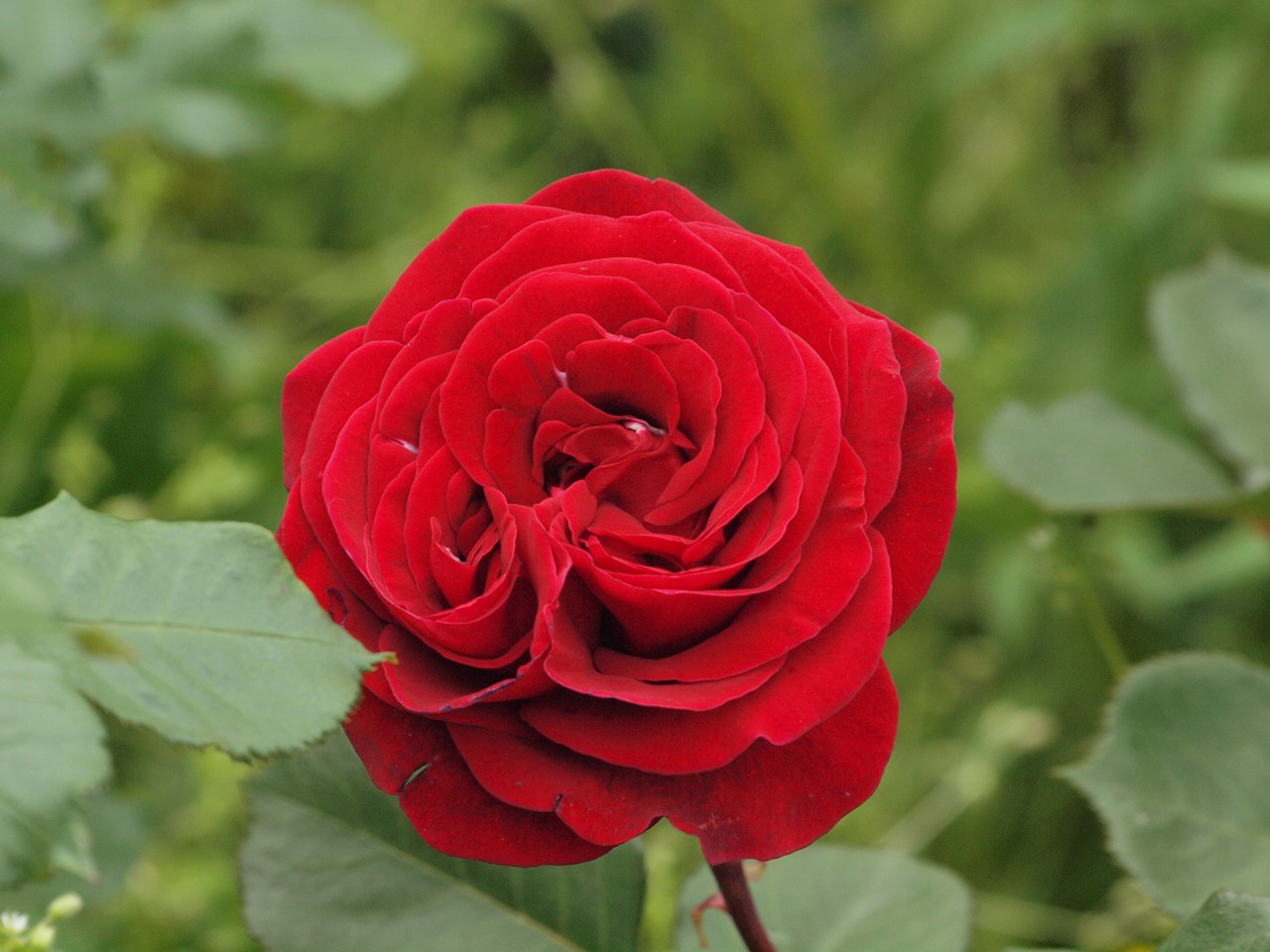 『神戸町ばら公園いこいの広場の薔薇風景』_d0054276_20102177.jpg