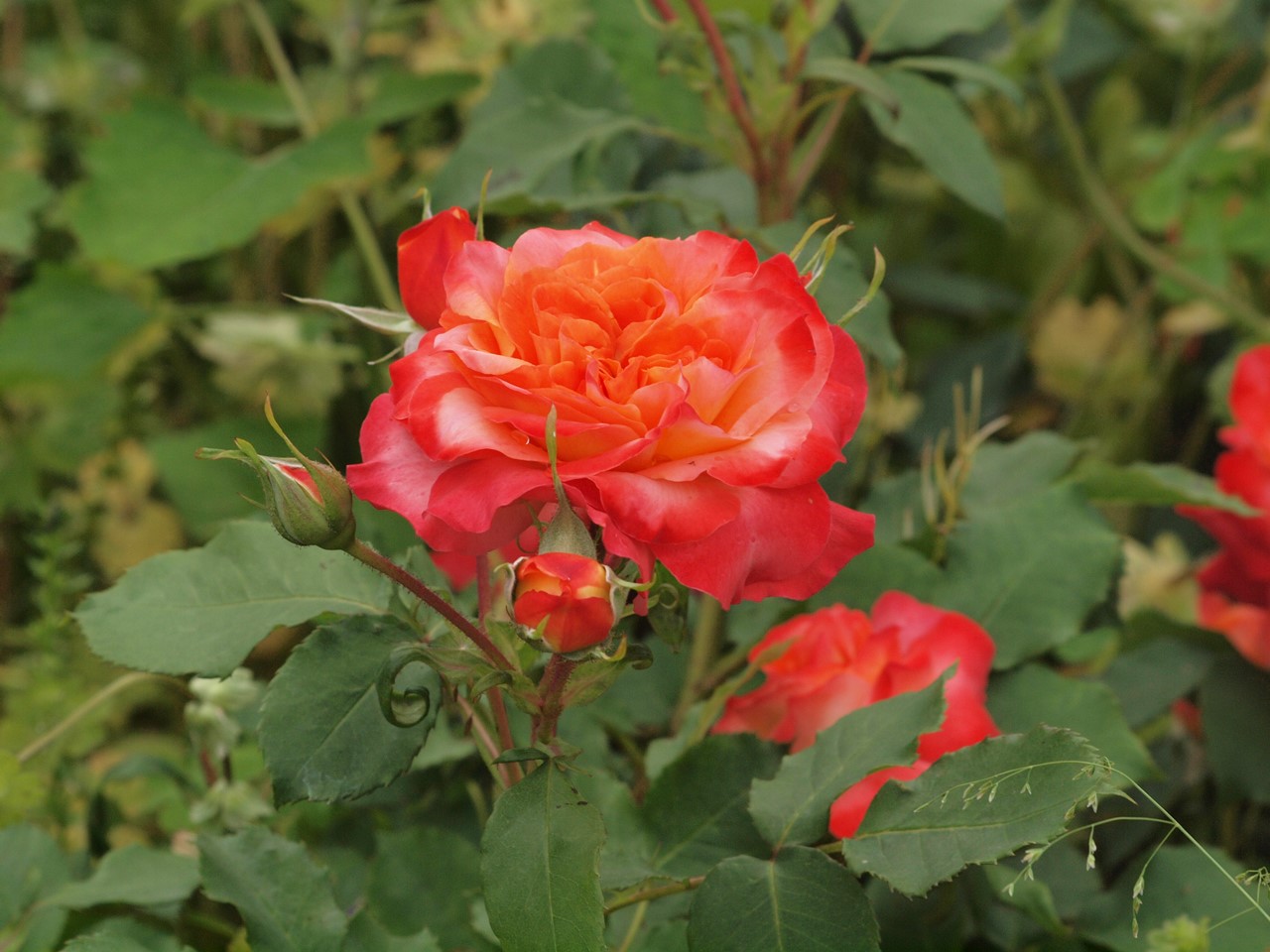 『神戸町ばら公園いこいの広場の薔薇風景』_d0054276_20104789.jpg