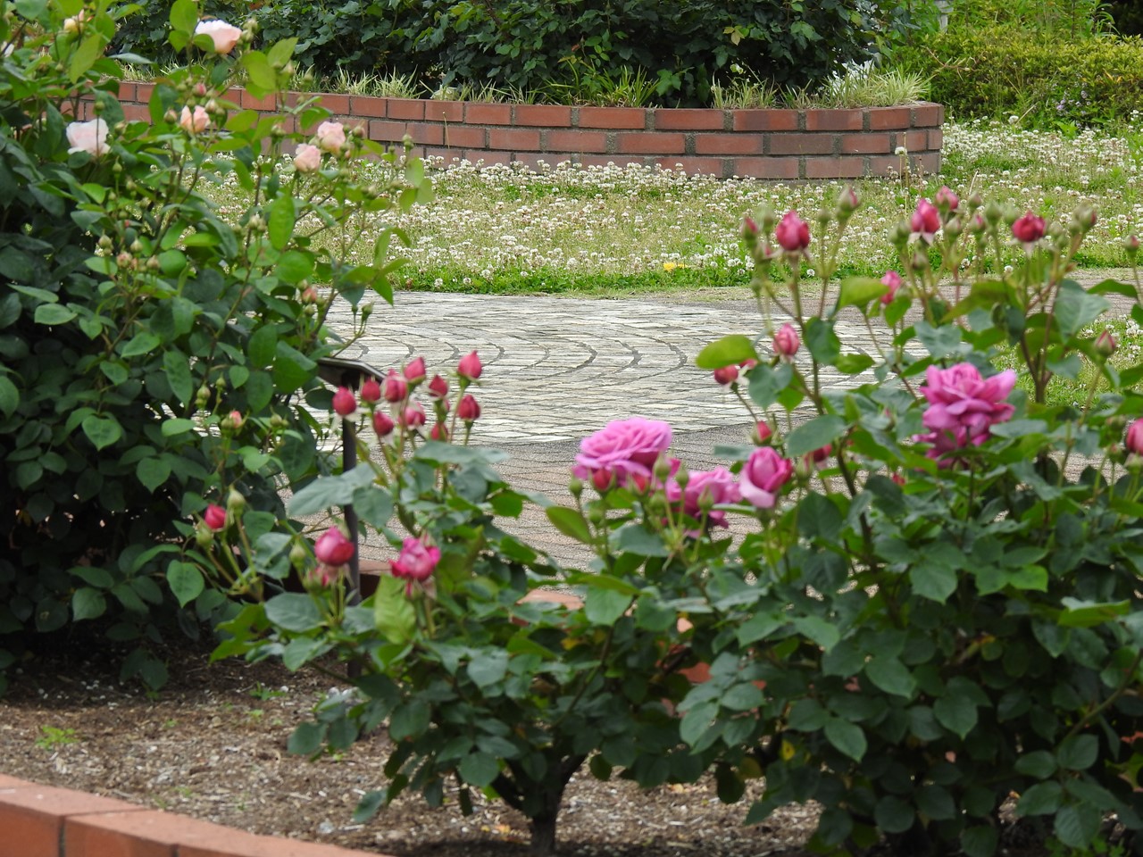 『神戸町ばら公園いこいの広場の薔薇風景』_d0054276_20123815.jpg