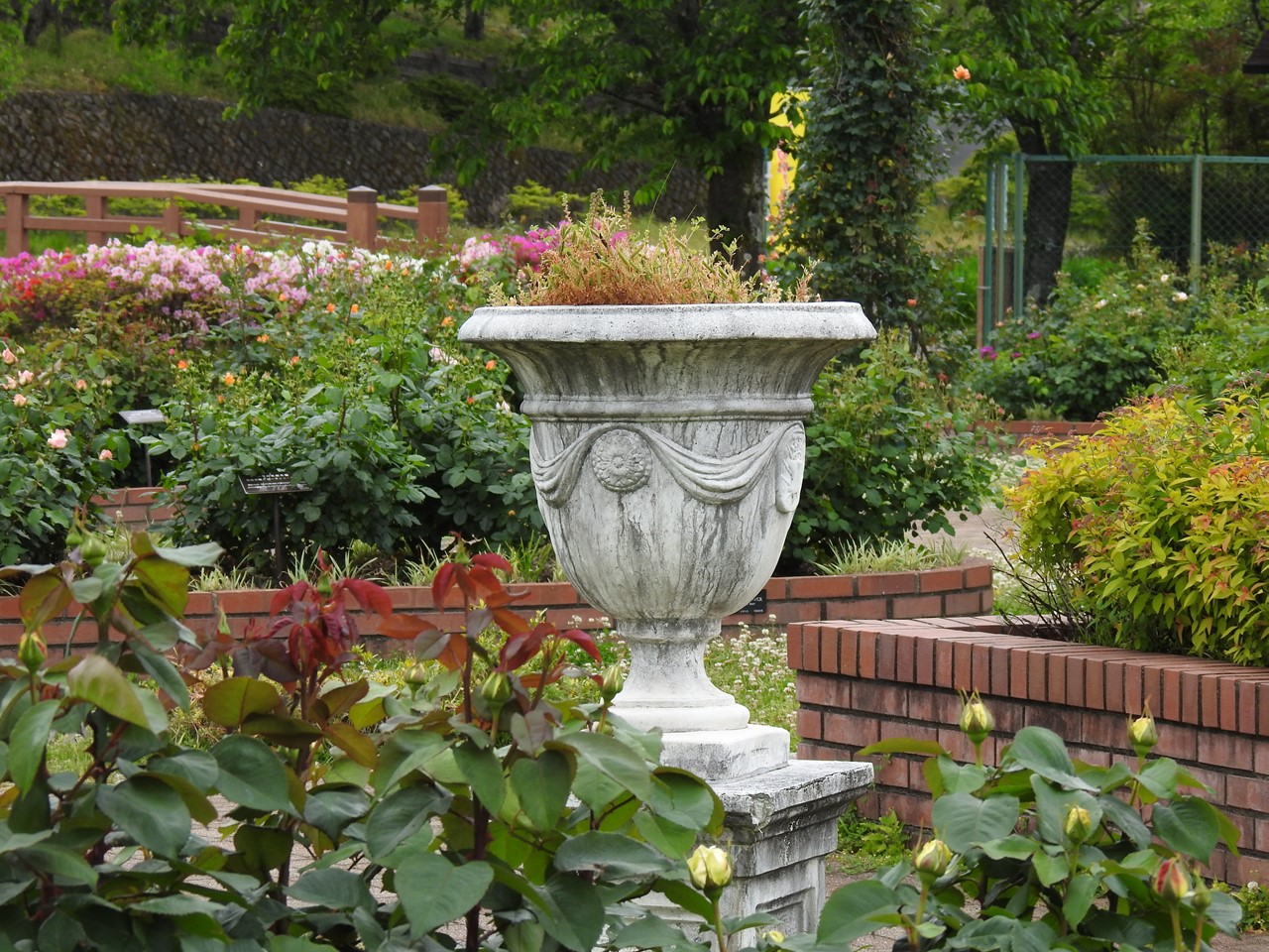 『神戸町ばら公園いこいの広場の薔薇風景』_d0054276_20125292.jpg