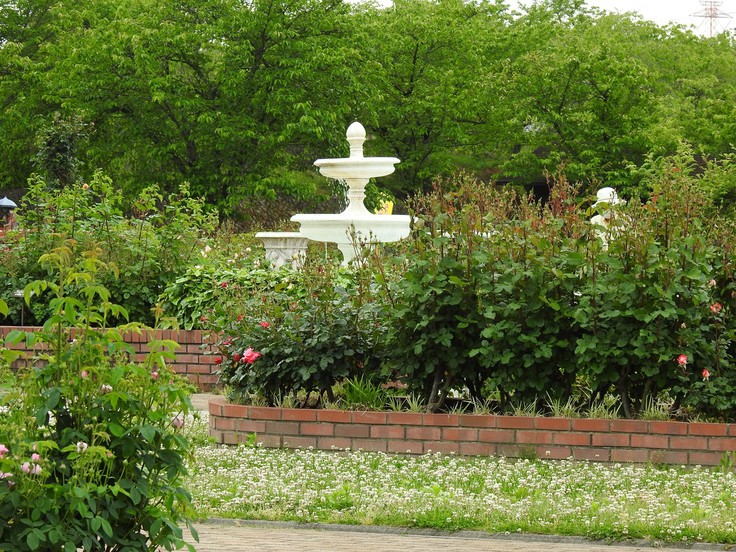 『神戸町ばら公園いこいの広場の薔薇風景』_d0054276_2013875.jpg