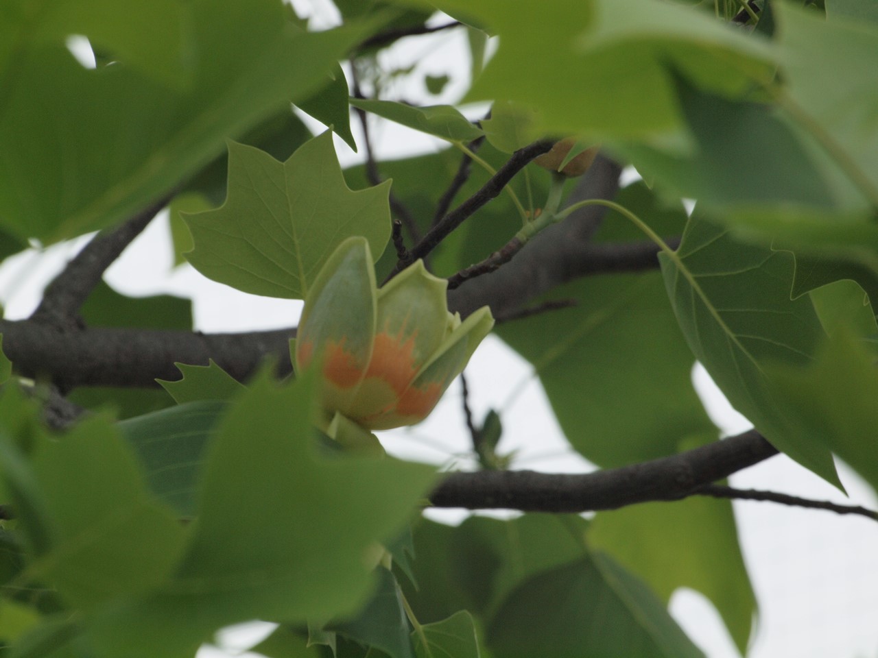 『神戸町ばら公園いこいの広場の薔薇風景』_d0054276_2015411.jpg