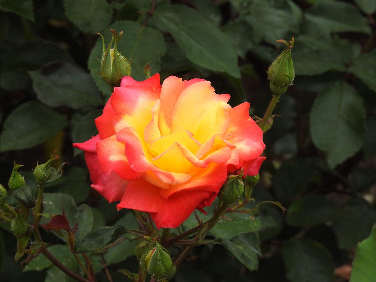 『神戸町ばら公園いこいの広場の薔薇風景』_d0054276_2091861.jpg