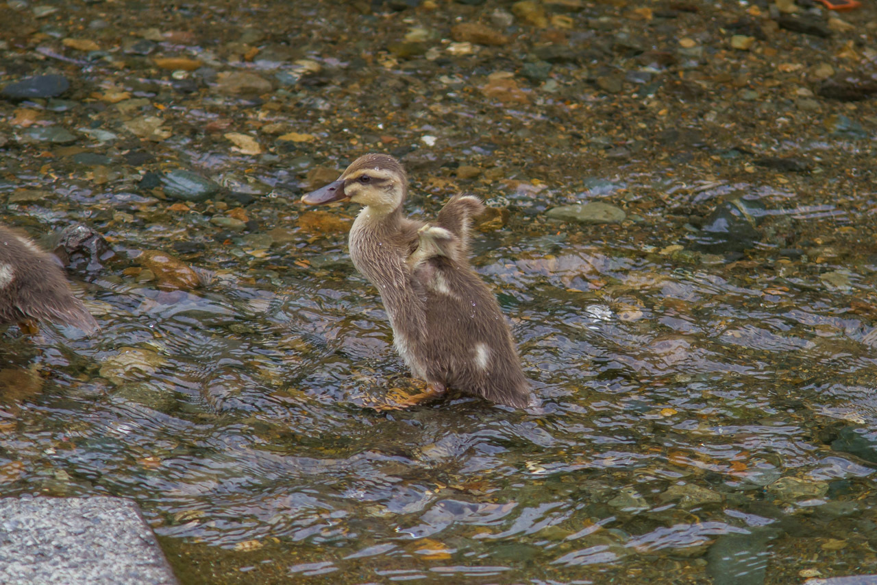 カルガモ_a0052080_18355798.jpg