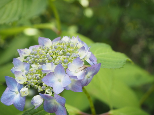 5月の庭 No.4 ~紫陽花と花菖蒲_d0281783_06295003.jpg