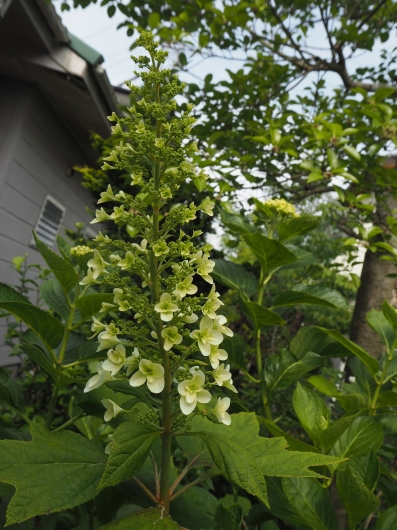 5月の庭 No.4 ~紫陽花と花菖蒲_d0281783_06331408.jpg