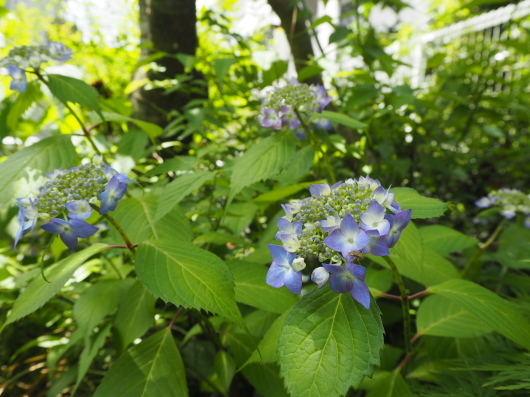 5月の庭 No.4 ~紫陽花と花菖蒲_d0281783_06343507.jpg