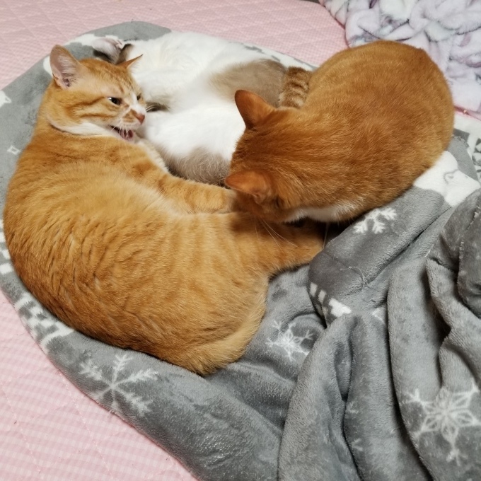 すきすき大好き♡7_c0369492_11011994.jpg